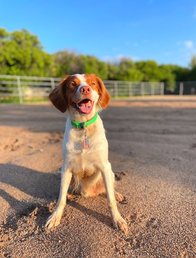 Bird dog equipment discount